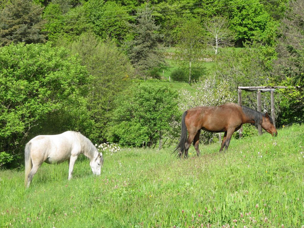 Le Petit Rias Gite Soleil Saint Maurice en Chalencon Exterior foto